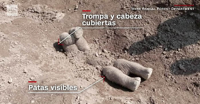 Descubren pruebas de que los elefantes entierran a sus crías muertas en la India, según estudio